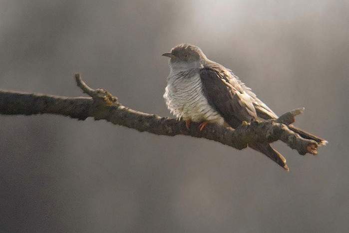 Cuckoo