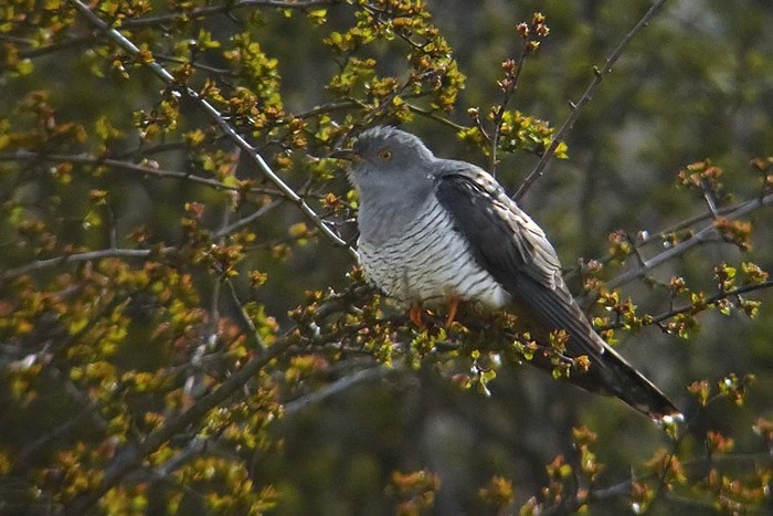 Cuckoo