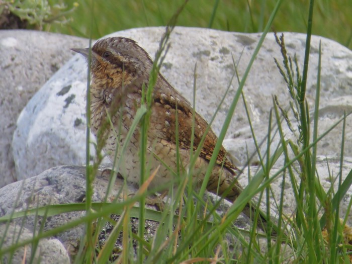Wryneck