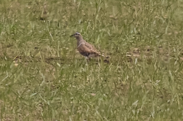 Dotterel