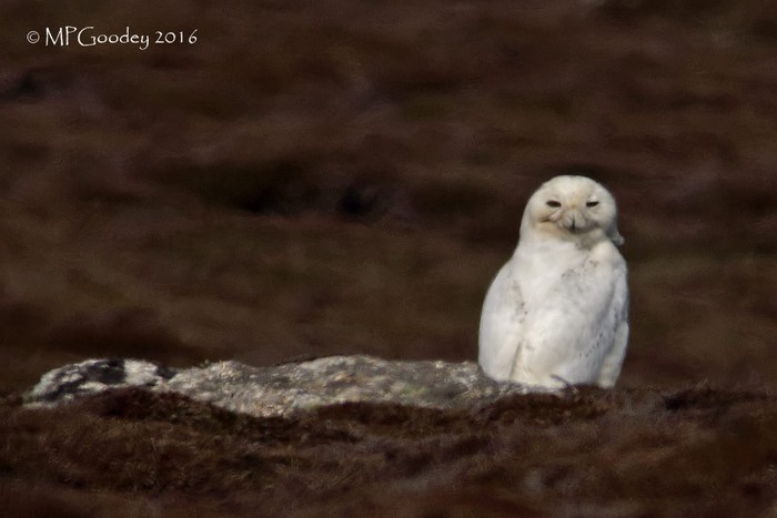 Snowy Owl