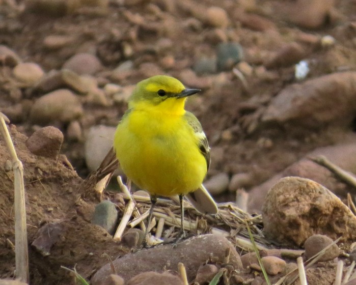 Yellow Wagtail