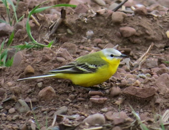 Channel Wagtail