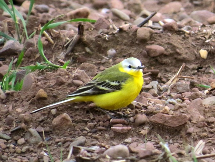 Channel Wagtail