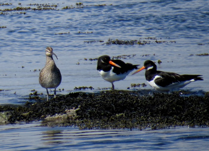 Whimbrel