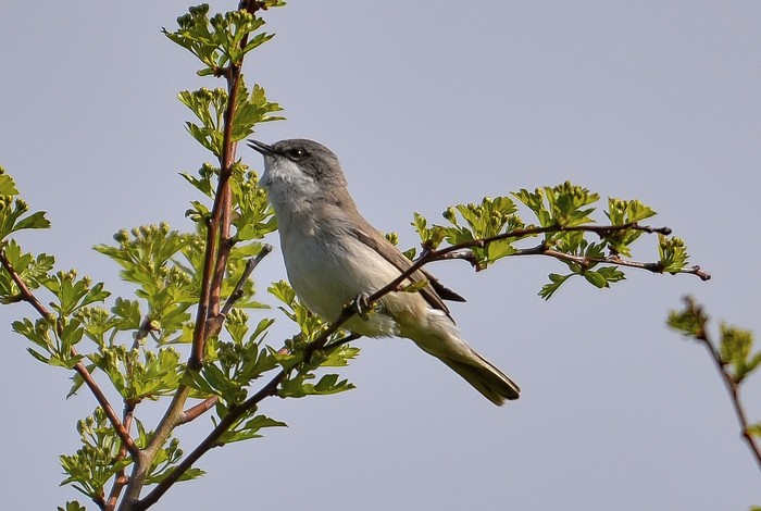 Lesser Whitethroat