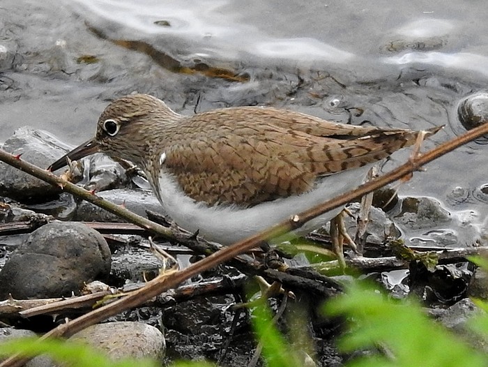 Common Sandpiper
