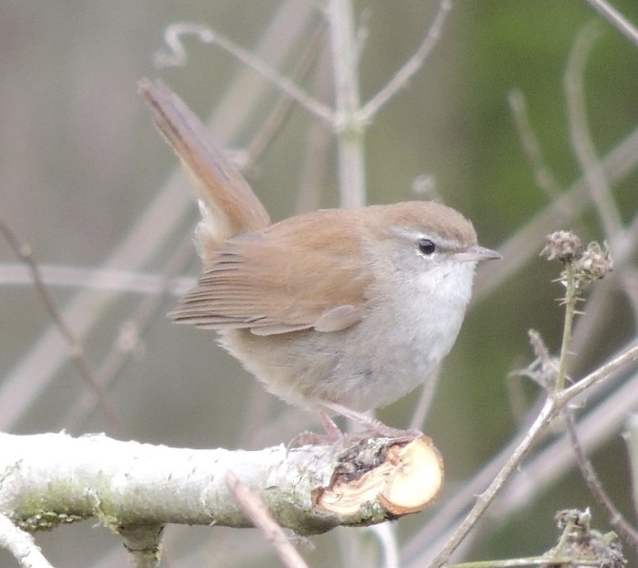 Cetti's Warbler