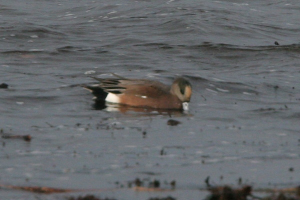 American Wigeon