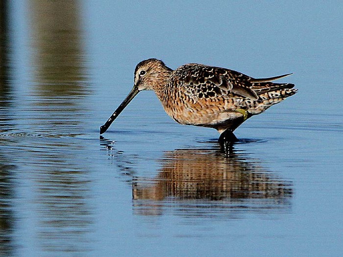 Long-billed Dowitcher