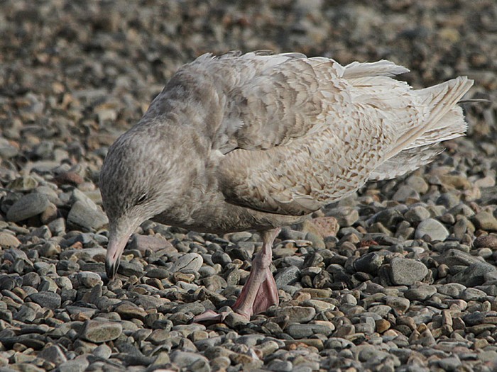 Glaucous Gull