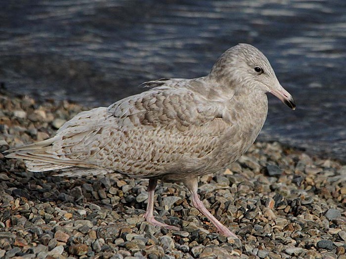 Glaucous Gull