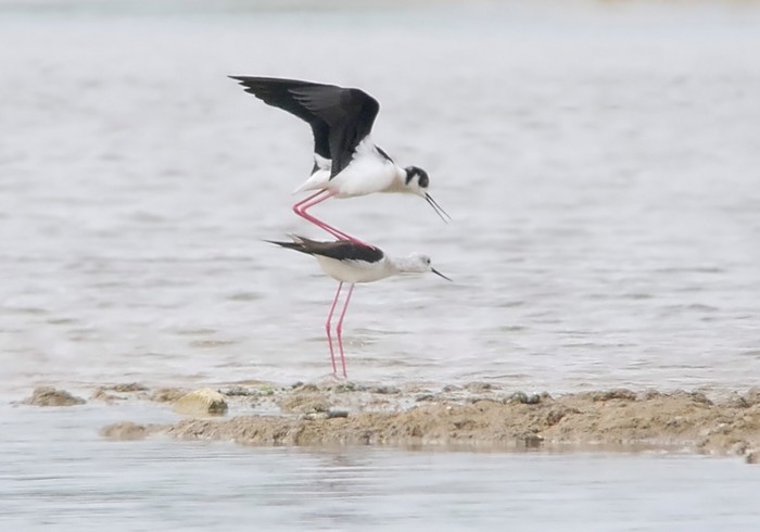 Black-winged Stilt