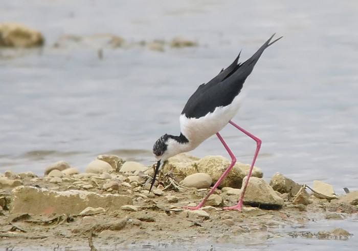 Black-winged Stilt