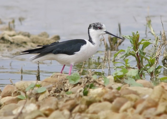 Black-winged Stilt
