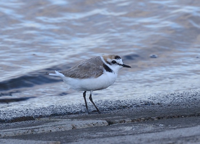 Kentish Plover