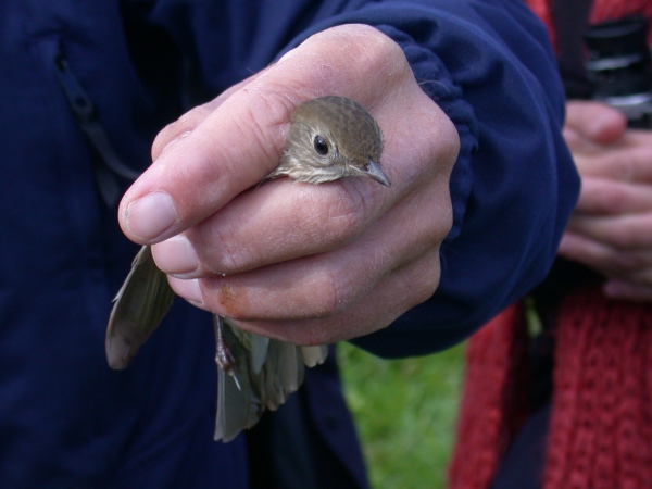 Grey-cheeked Thrush