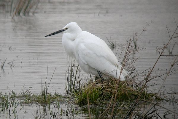 Little Egret
