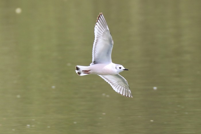 Little Gull