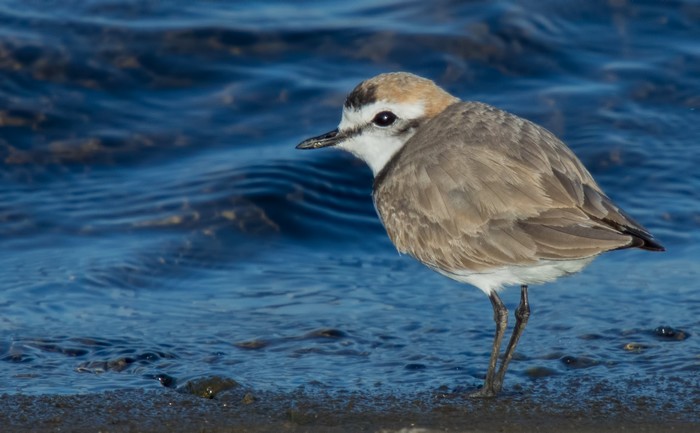Kentish Plover