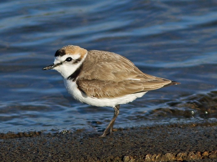Kentish Plover