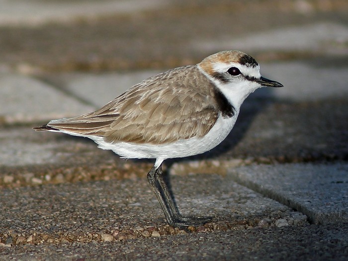 Kentish Plover