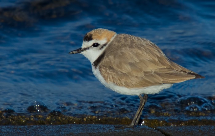 Kentish Plover