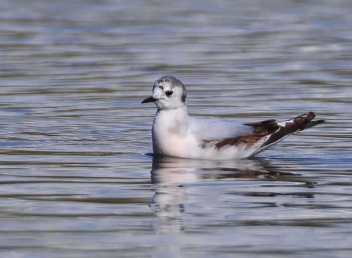 Little Gull