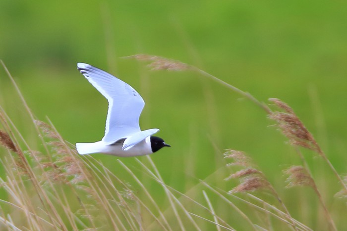 Little Gull