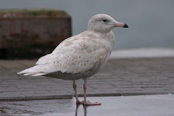 Glaucous Gull