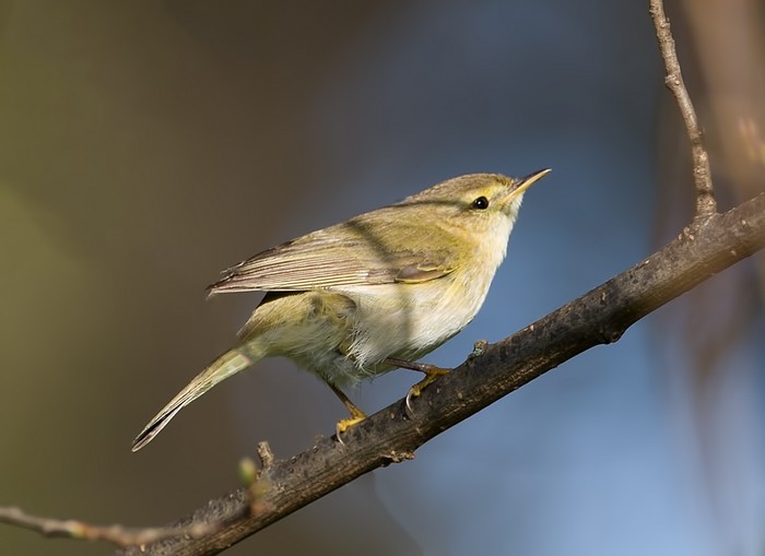 Iberian Chiffchaff