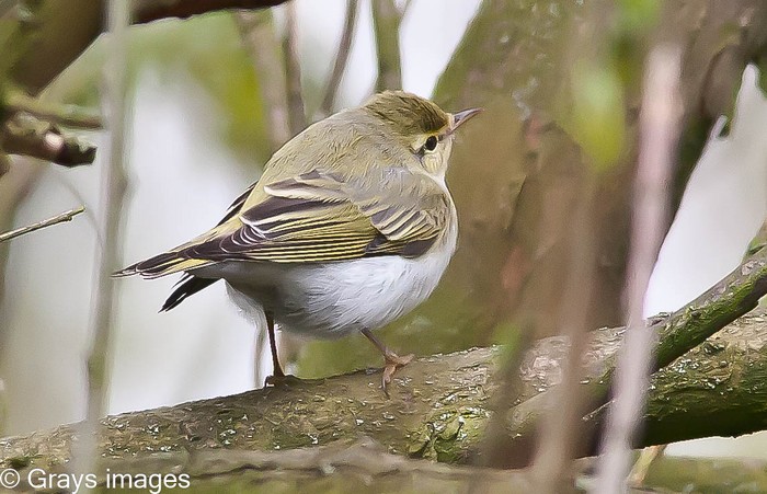 Wood Warbler