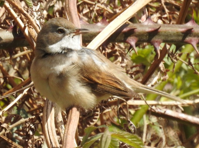 Whitethroat
