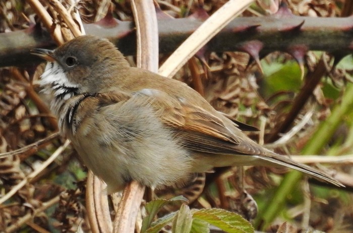Whitethroat