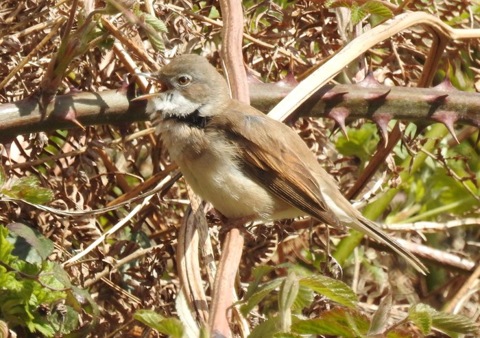 Whitethroat