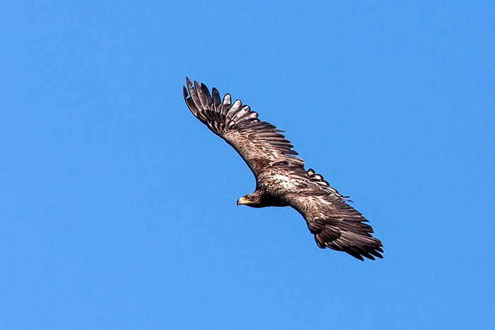 White-tailed Eagle