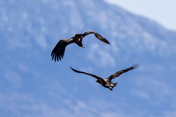 White-tailed Eagle