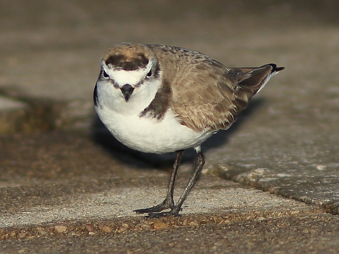 Kentish Plover