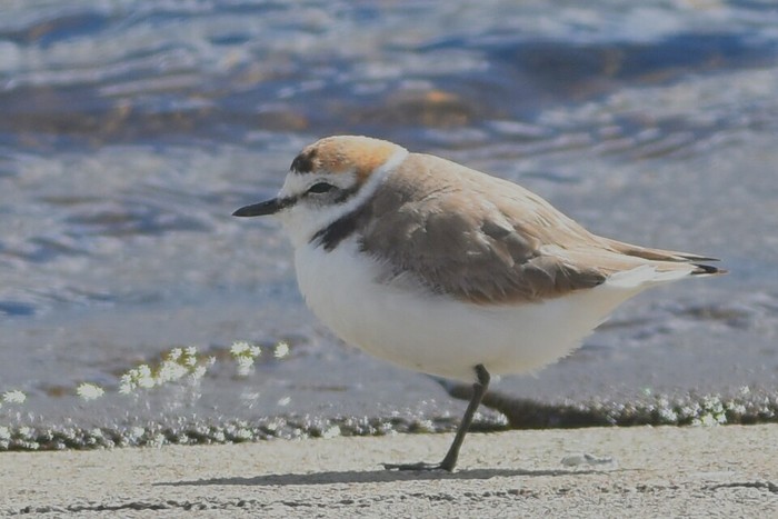 Kentish Plover