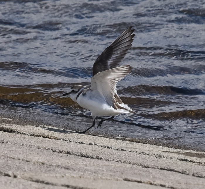 Kentish Plover