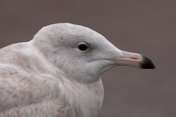 Glaucous Gull