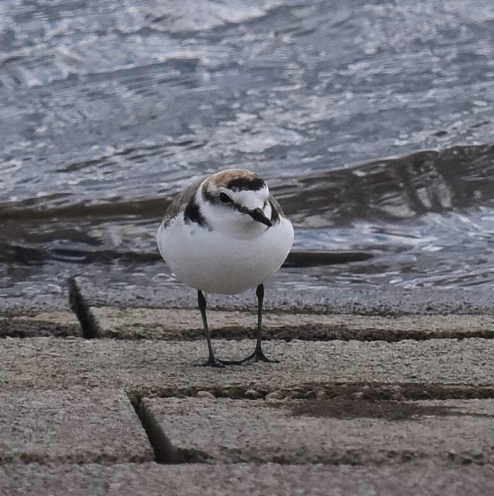 Kentish Plover