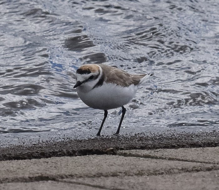 Kentish Plover