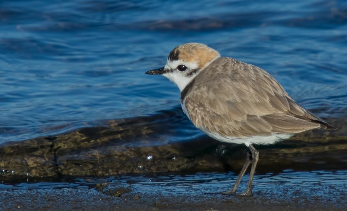 Kentish Plover