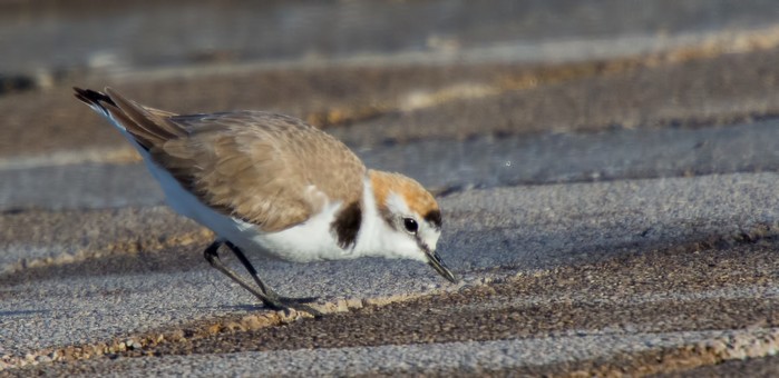 Kentish Plover