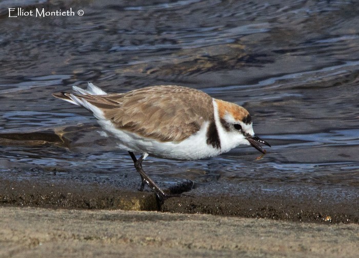 Kentish Plover