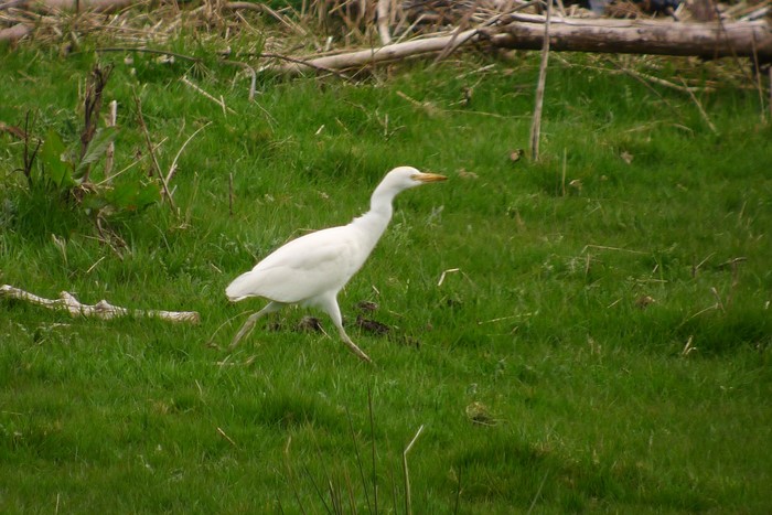Cattle Egret