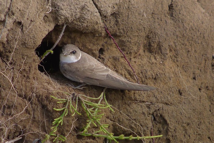Sand Martin