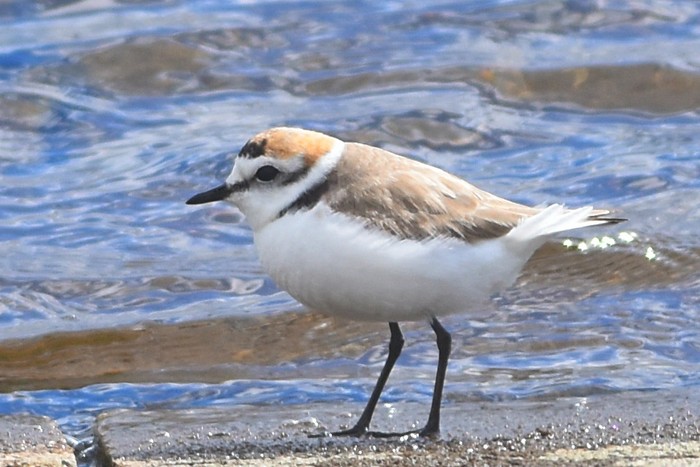 Kentish Plover