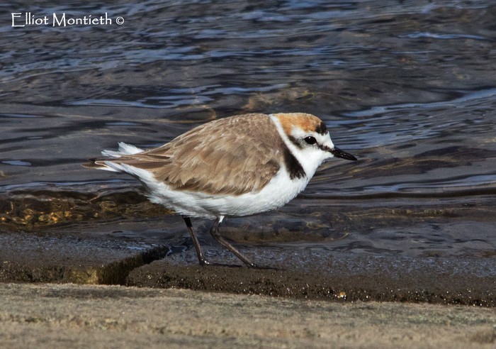 Kentish Plover